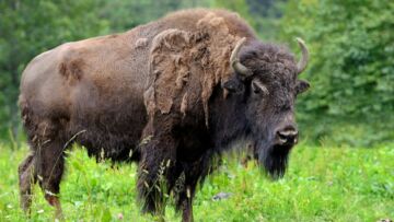 Oburzające zdarzenie w zoo w Poznaniu: Zwiedzający rzucają kamieniami w bizona