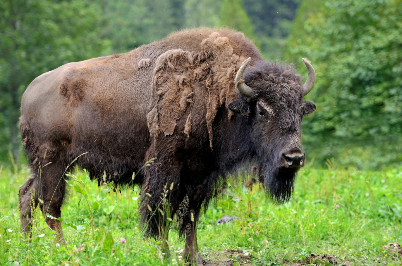 Oburzające zdarzenie w zoo w Poznaniu: Zwiedzający rzucają kamieniami w bizona