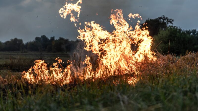 Pożary traw w Poznaniu