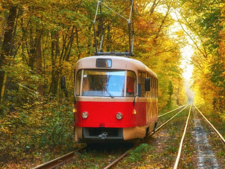 Wiatr powalił gałąź na sieć trakcyjną. Tramwaje przestają jeździć po Alei Wielkopolskiej